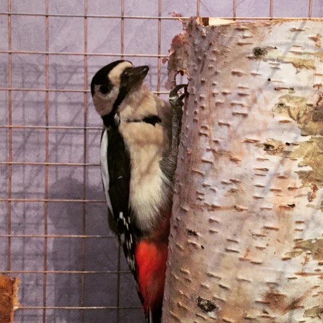 Search Pinocchio - My, Good league, Moscow, Подмосковье, Woodpeckers, Woodpecker Boris