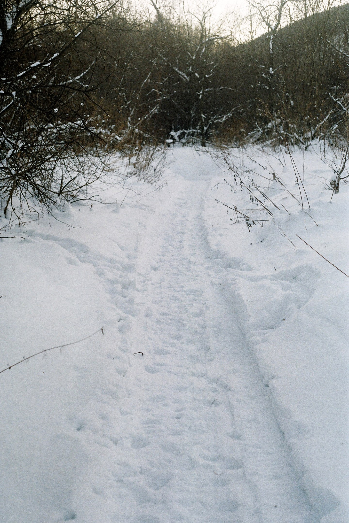 In the winter forest - My, Winter, Forest, Photographer, The photo, Siberia, , Longpost