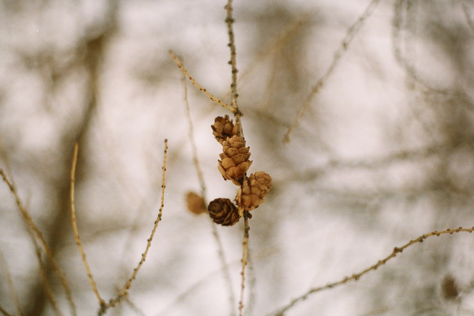 In the winter forest - My, Winter, Forest, Photographer, The photo, Siberia, , Longpost