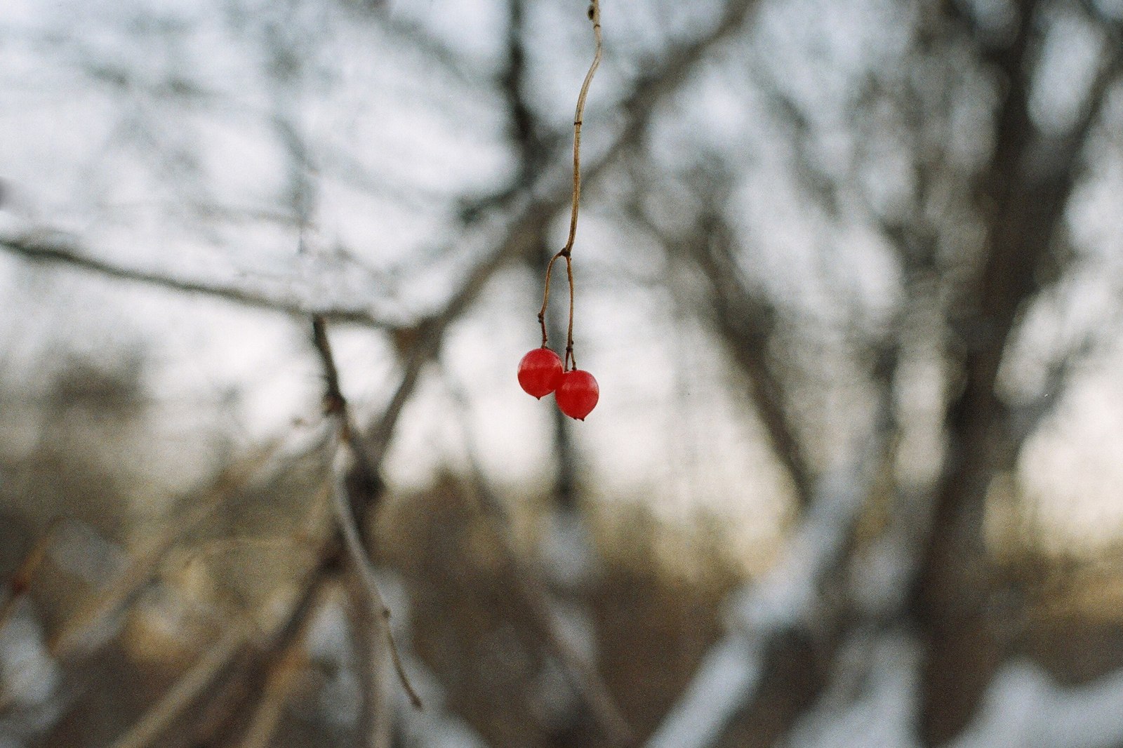 In the winter forest - My, Winter, Forest, Photographer, The photo, Siberia, , Longpost