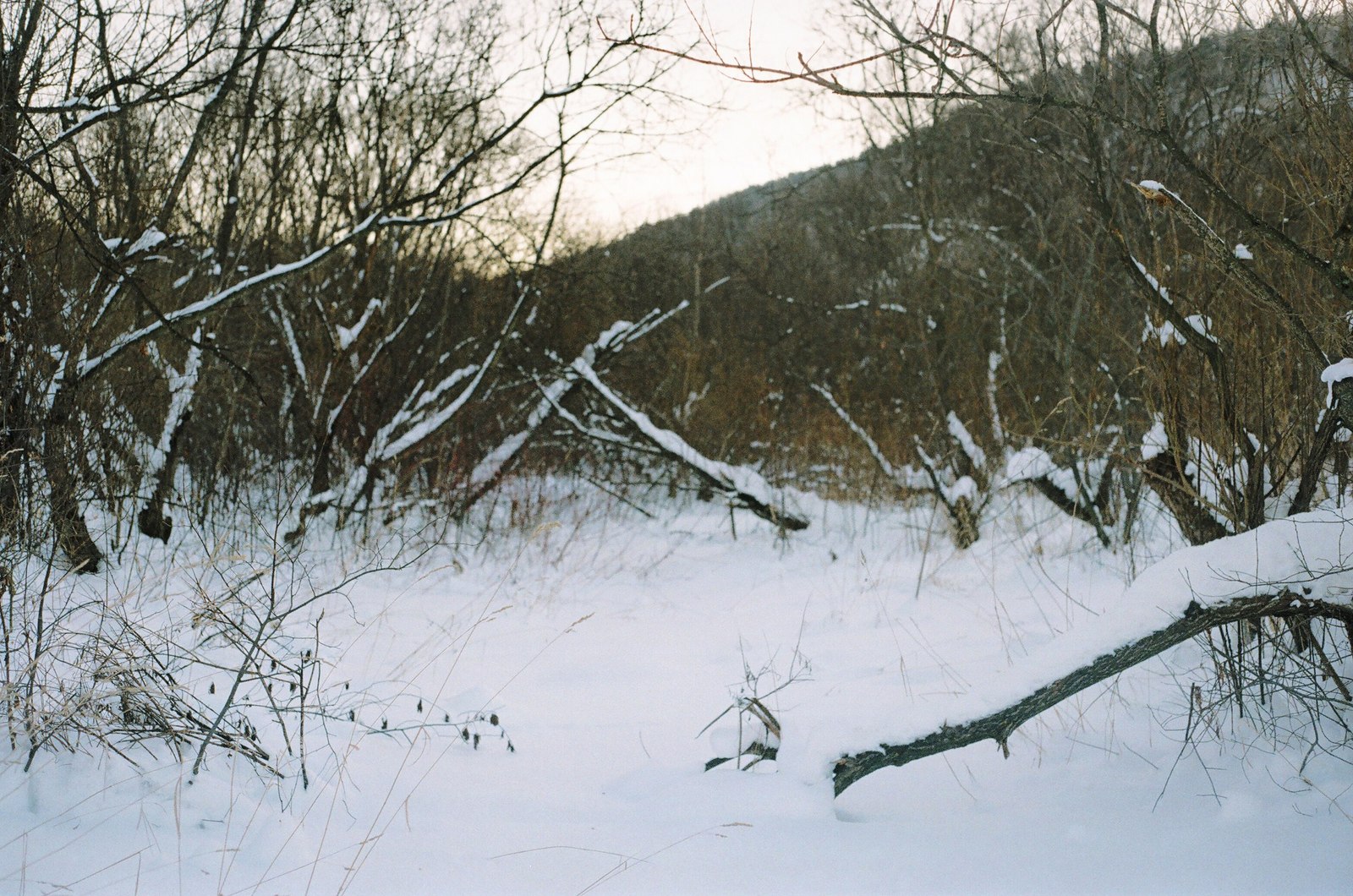 In the winter forest - My, Winter, Forest, Photographer, The photo, Siberia, , Longpost