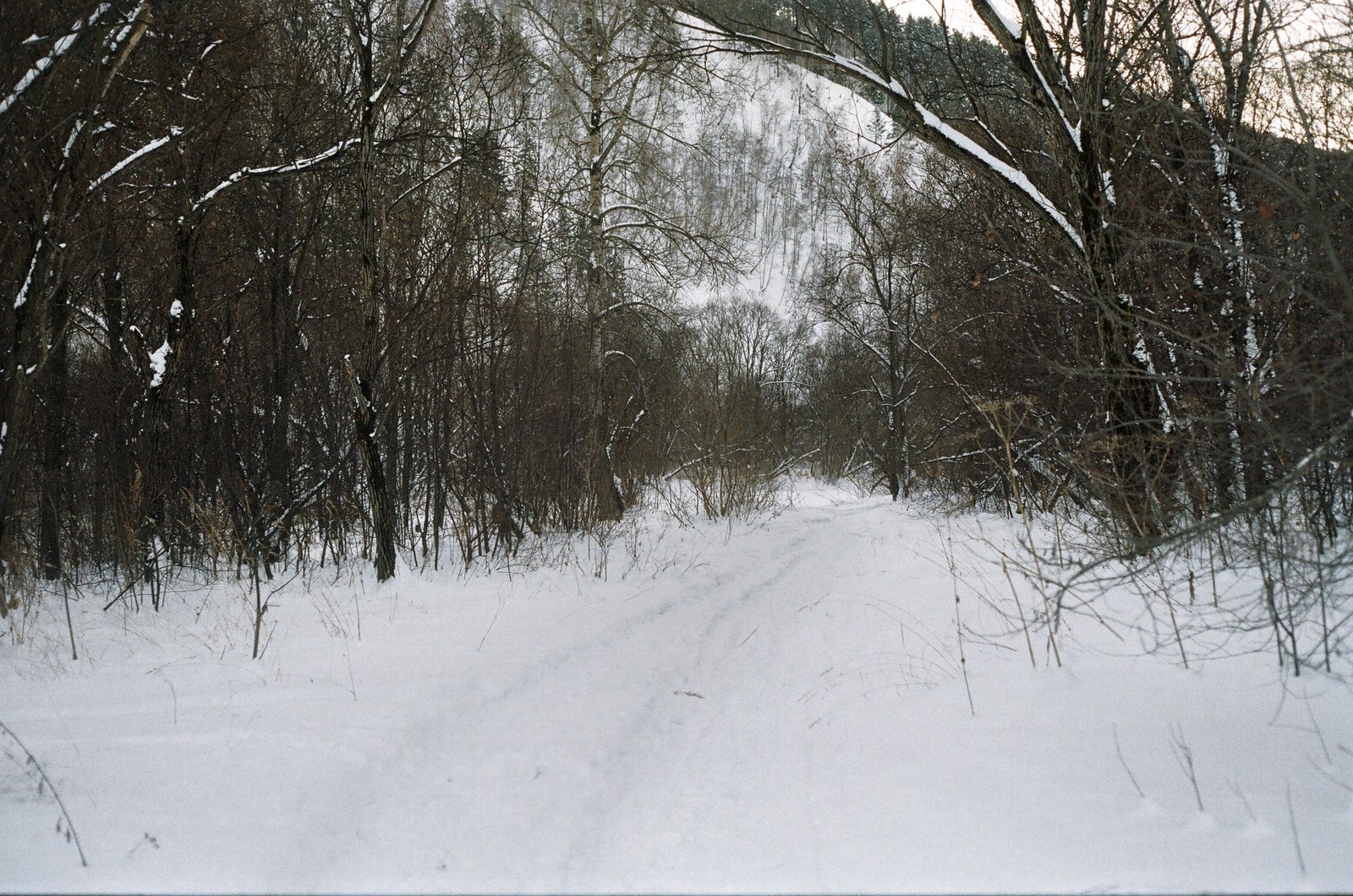 In the winter forest - My, Winter, Forest, Photographer, The photo, Siberia, , Longpost