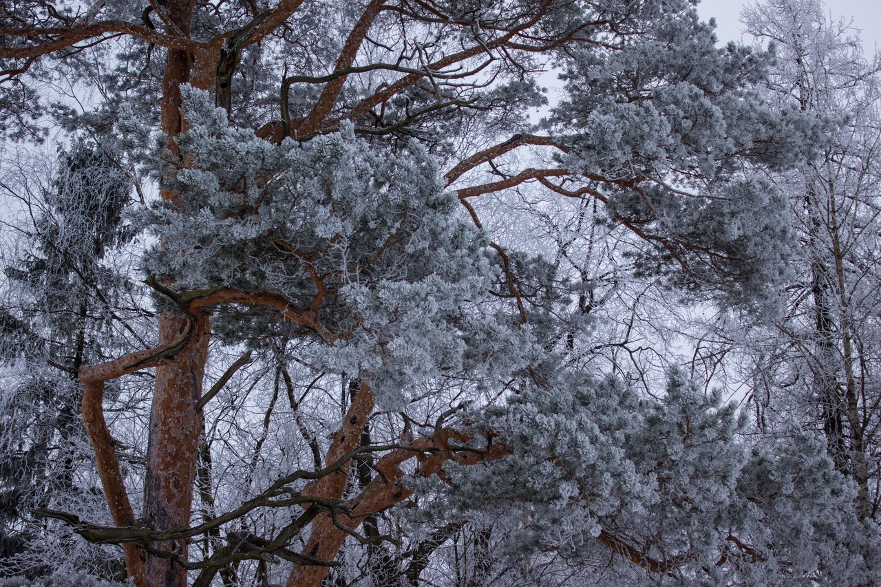 Gatchina near St. Petersburg - My, My, The photo, Winter, Gatchina, Hobby, Longpost