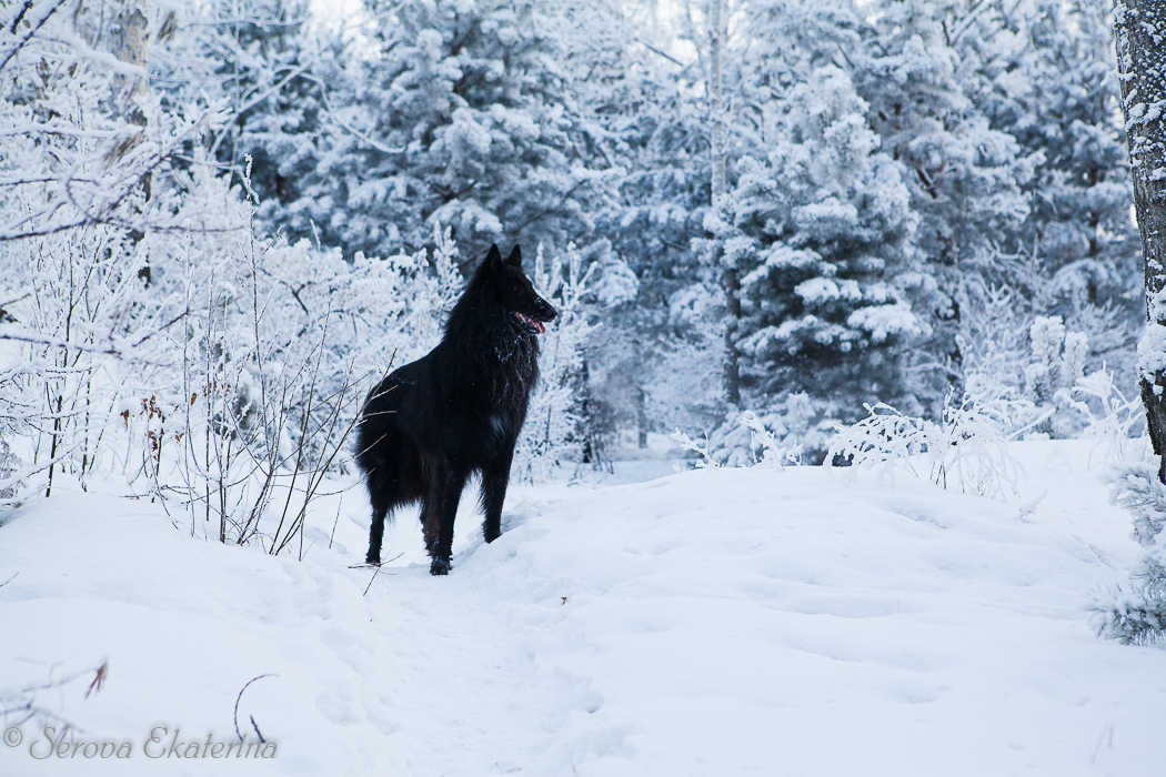 Black on white - My, Dog, Groenendael, Belgian shepherd, Snow, The photo, Images, Longpost