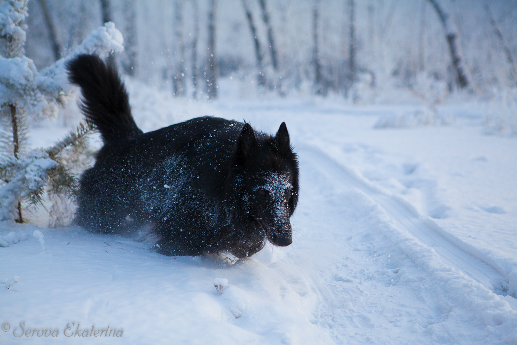 Black on white - My, Dog, Groenendael, Belgian shepherd, Snow, The photo, Images, Longpost