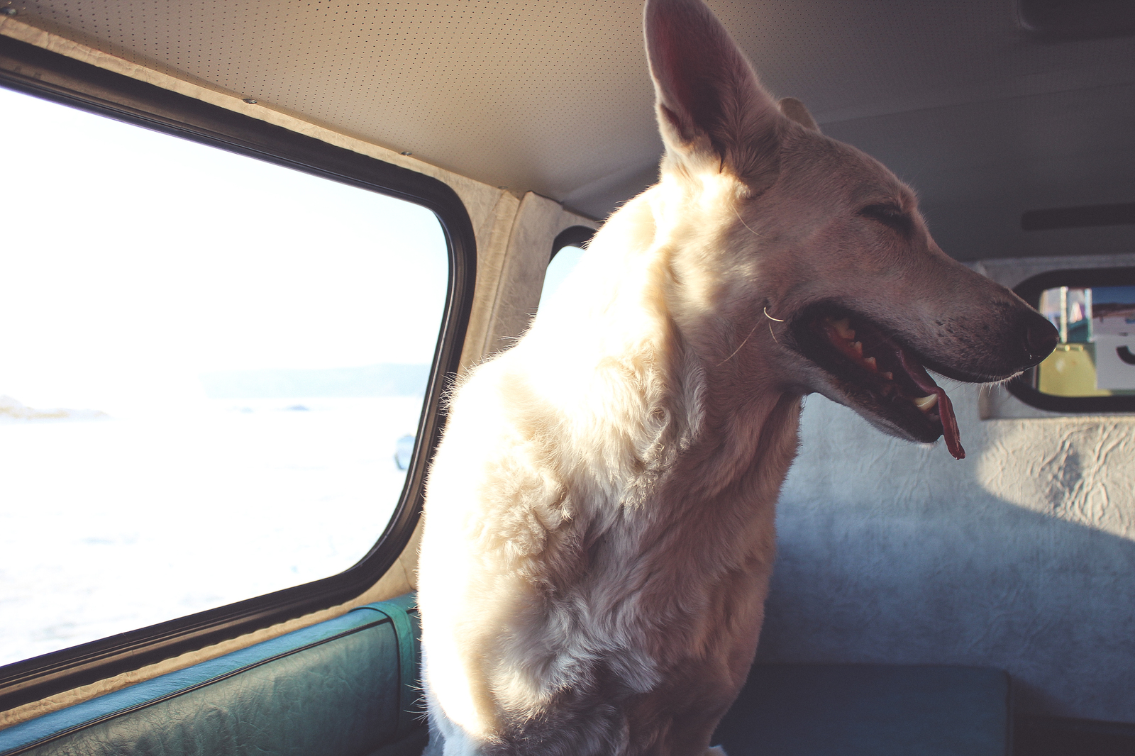 GotoBaikal with WhiteDog - My, Baikal, , , , Siberia, , Longpost