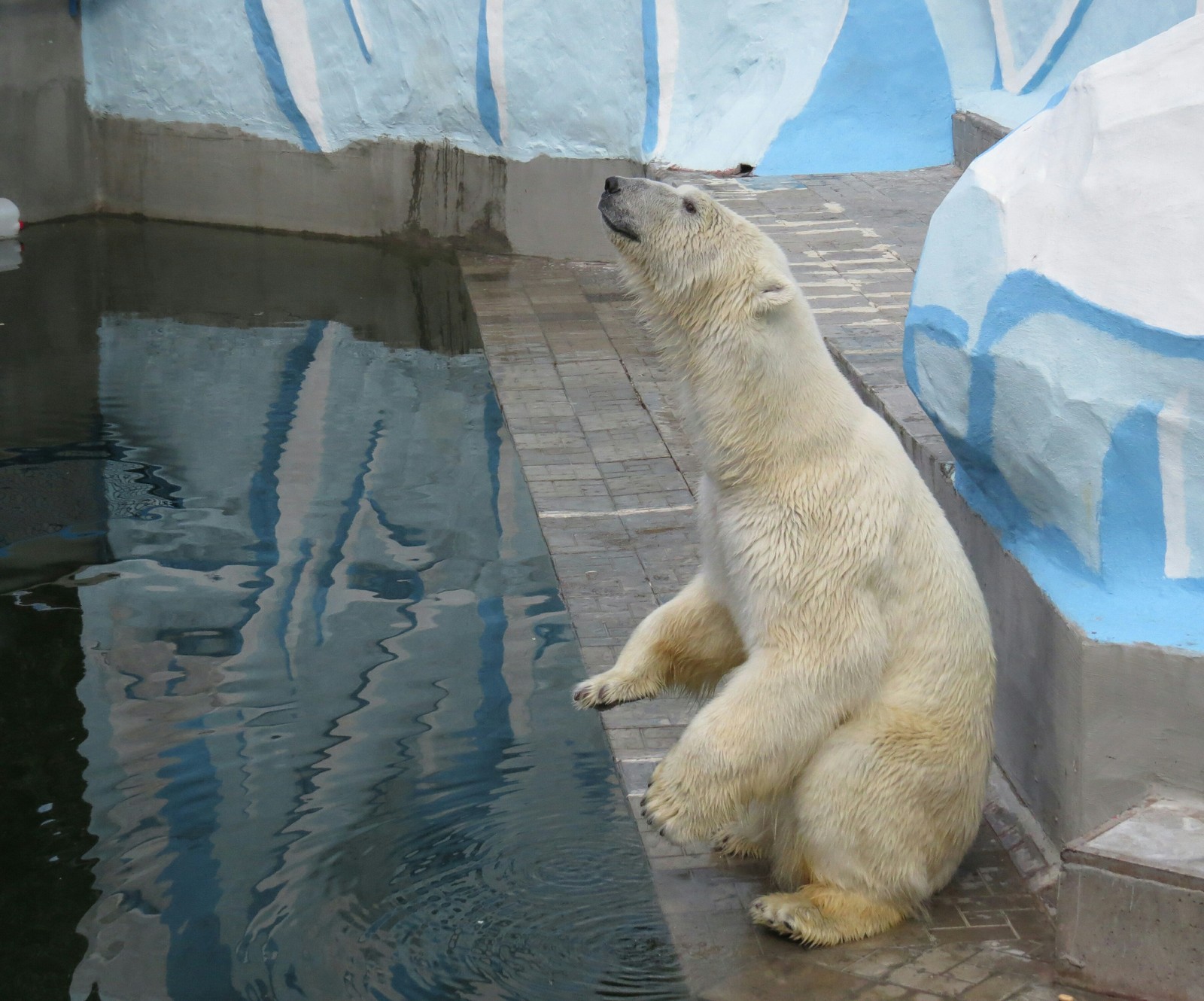 Novosibirsk Zoo. - My, Animals, The photo