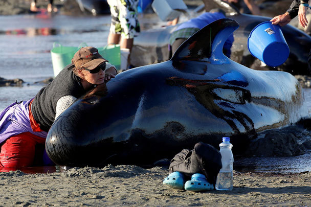 Pilot whale dolphins washed ashore in New Zealand began to explode - Dolphin, Thrown out, Grinds, New Zealand