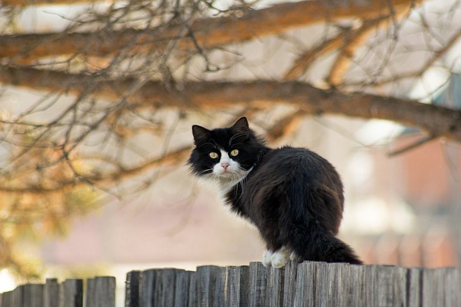 RosKotNadzor - My, cat, Pet, Animals, , Observers, Hidden, Pets