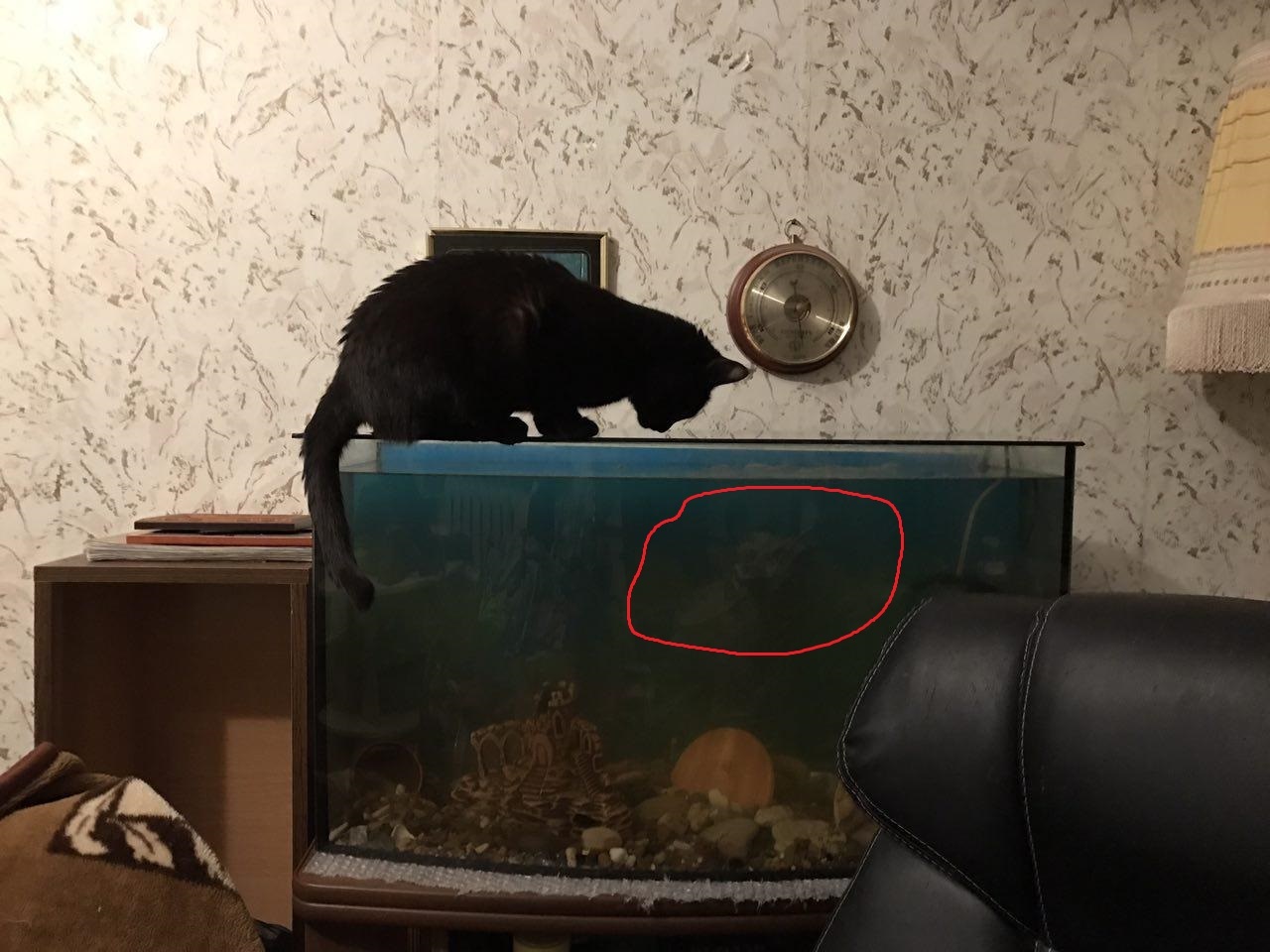 Underwater monster is indignant - My, cat, Aquarium