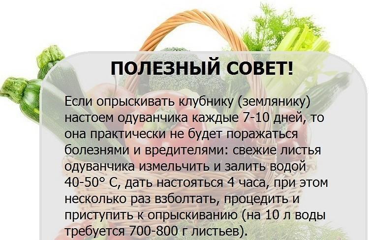 Полезные советы огороднику - Огород, Советы огороднику, Народные средства, Много букв, Длиннопост