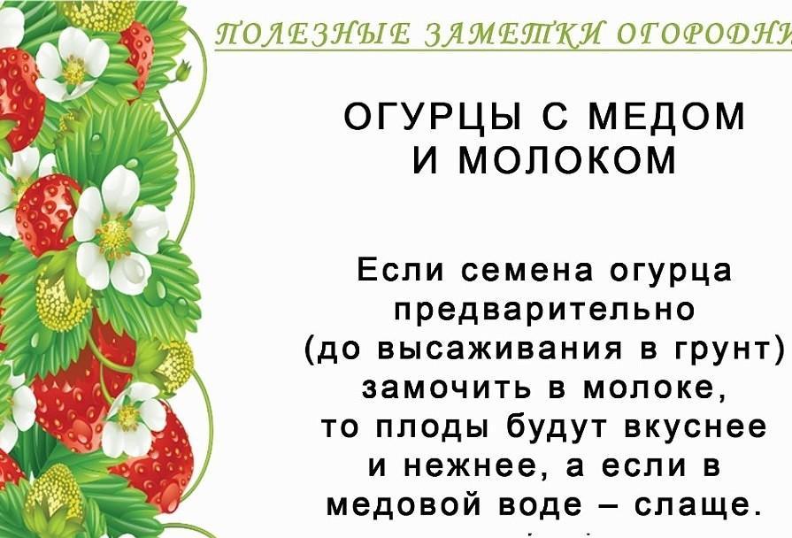 Полезные советы огороднику - Огород, Советы огороднику, Народные средства, Много букв, Длиннопост