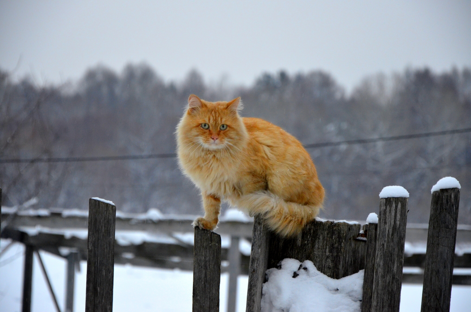 Village beauty... - My, cat, 