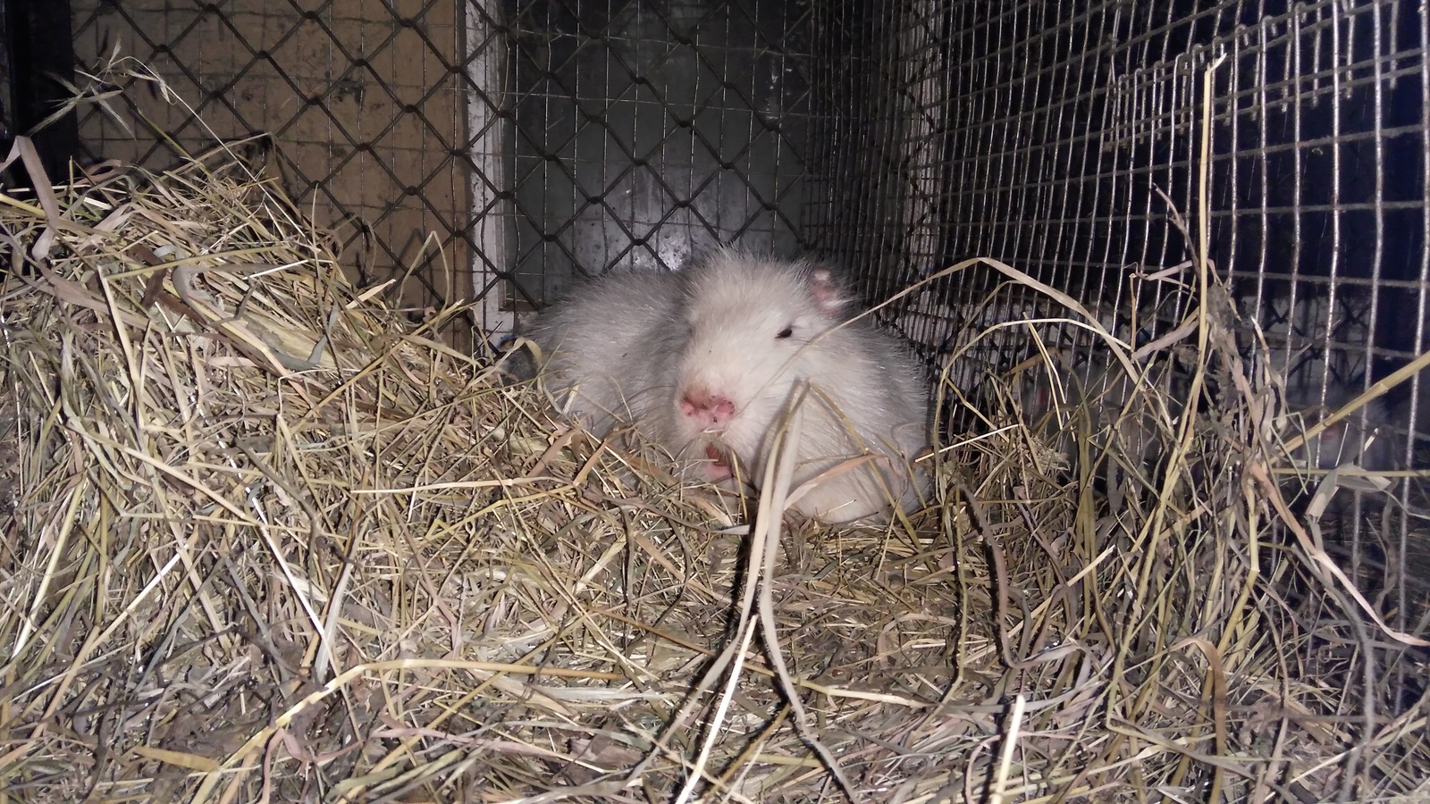 Nutria is cute. - My, My, Animals