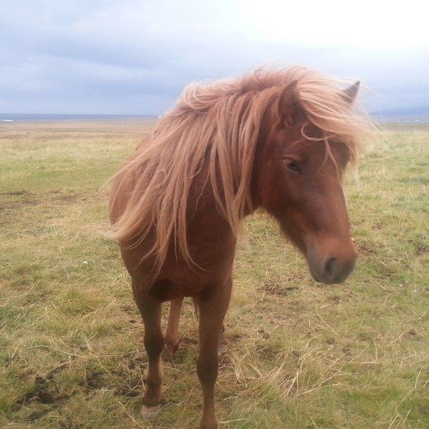 Icelandic horses - My, Horses, Horses, Iceland, Animals, Прическа, Hair, Travels, Longpost