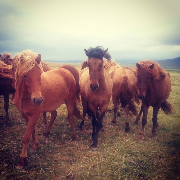 Icelandic horses - My, Horses, Horses, Iceland, Animals, Прическа, Hair, Travels, Longpost