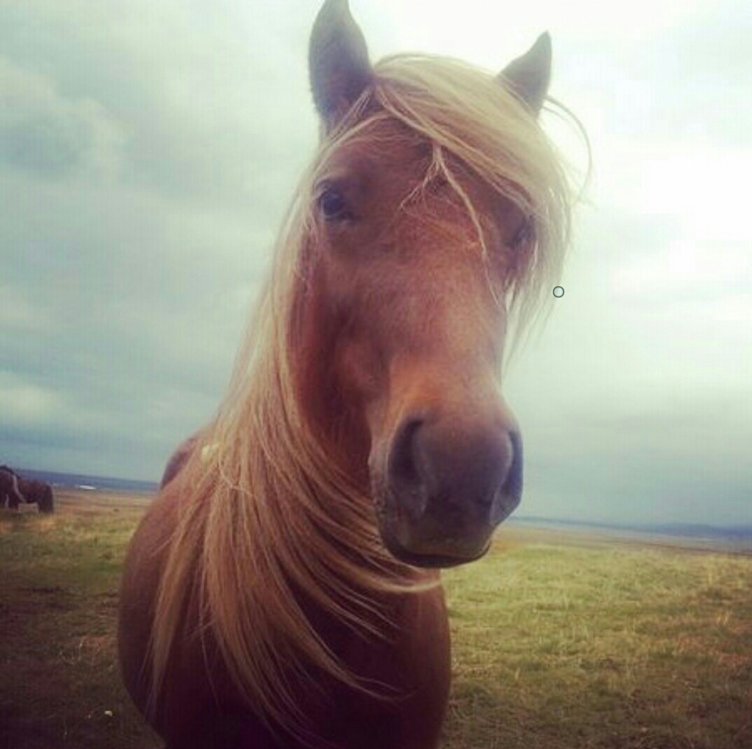 Icelandic horses - My, Horses, Horses, Iceland, Animals, Прическа, Hair, Travels, Longpost