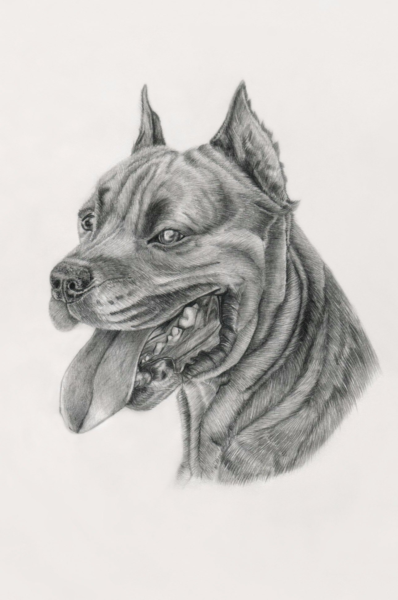 Я пыталась - Моё, Арт, Staffordshire Terrier, Собака