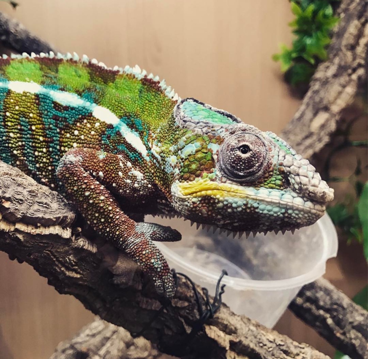 Chameleon Compilation [3] - Chameleon, Reptiles, Pets, Milota, beauty, Longpost