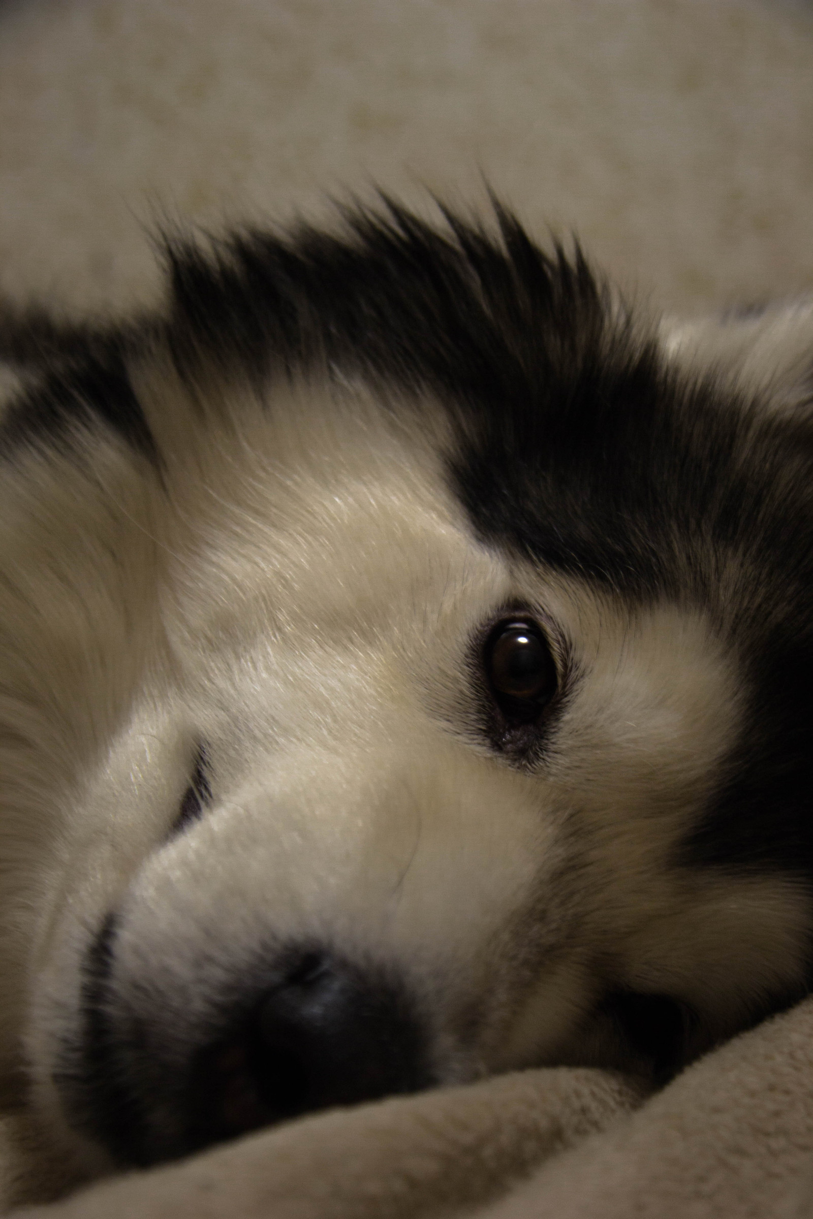 When you really want to sleep, but you won't refuse to eat :-) - My, Dog, Alaskan Malamute, 