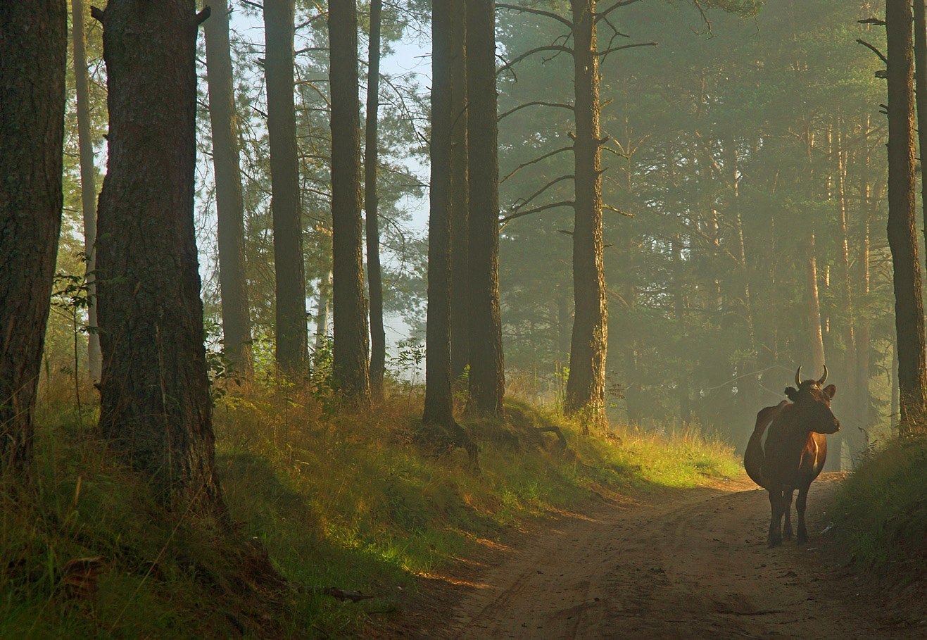 Veps forest - Veps forest, Leningrad region, Russia, Fog, Grace, The photo, Summer, Nature, Longpost