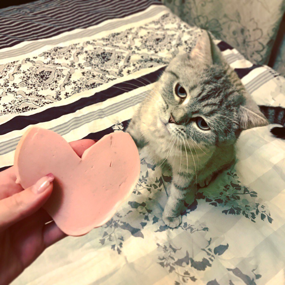 Gave his mistress a valentine - My, Love, The 14th of February, cat