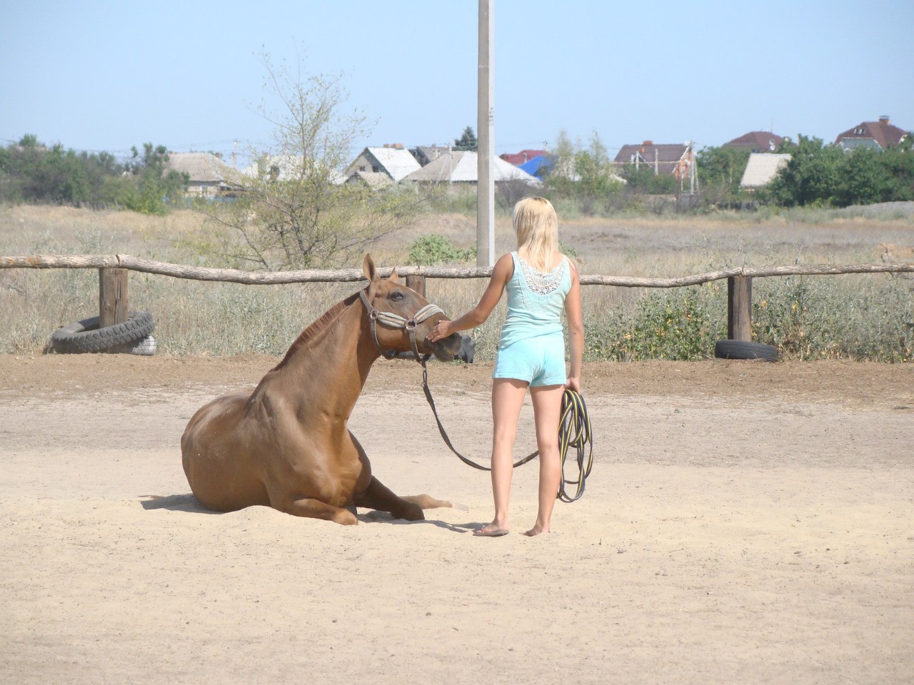 Looking wider - My, Horses, Horses, Клуб, Rental, Sport, Video, Longpost