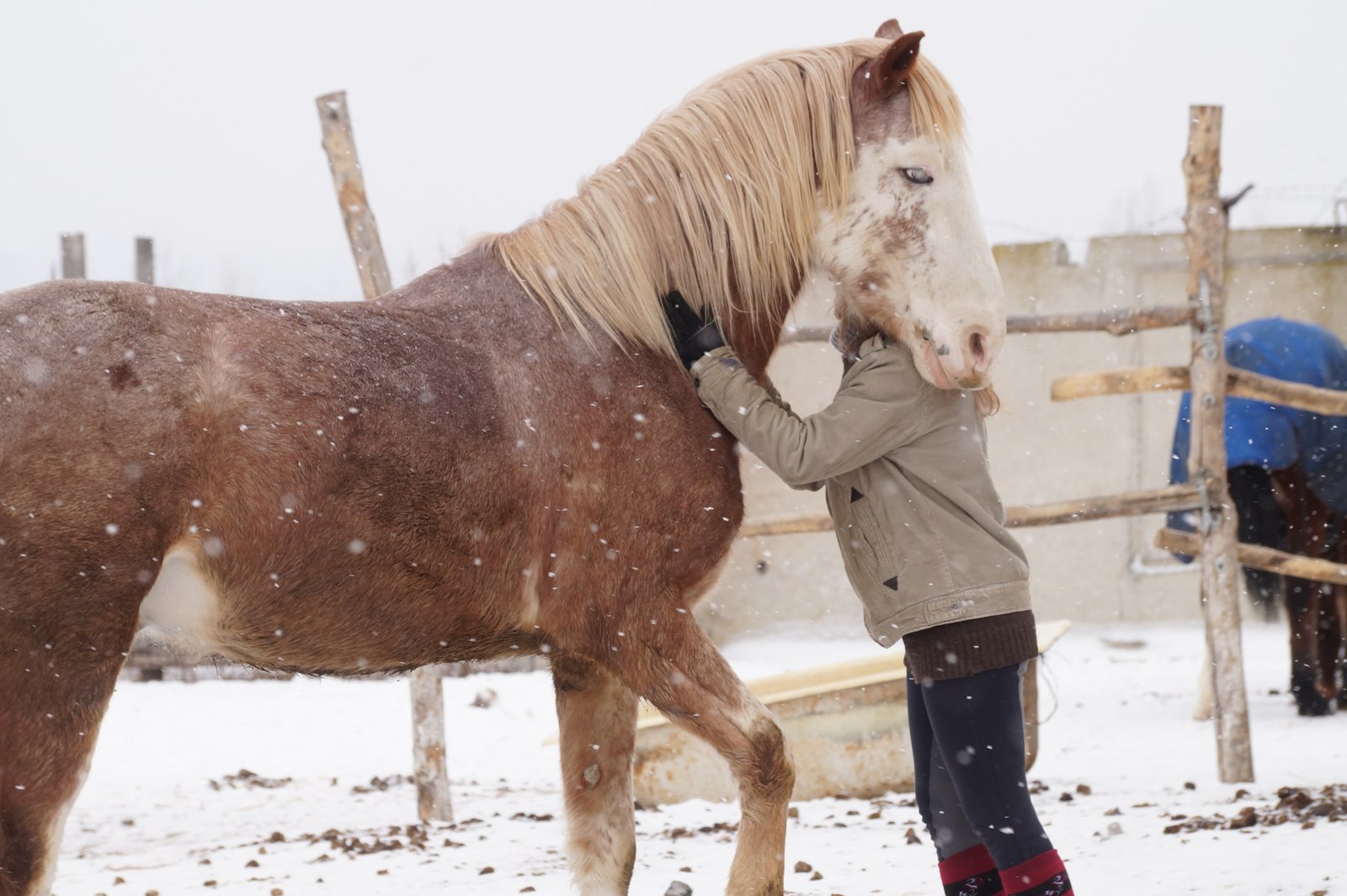 Looking wider - My, Horses, Horses, Клуб, Rental, Sport, Video, Longpost