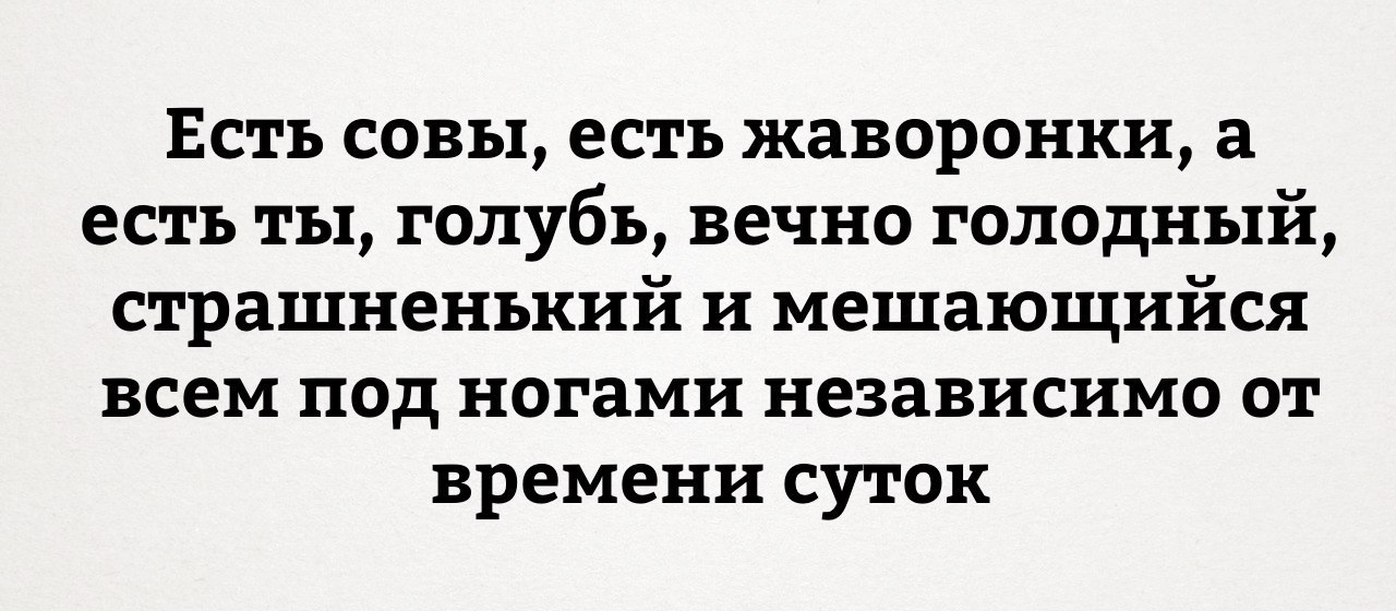 Совы, жаворонки, голуби... - Голубь, Сова, Жизнь, Жаворонки и совы