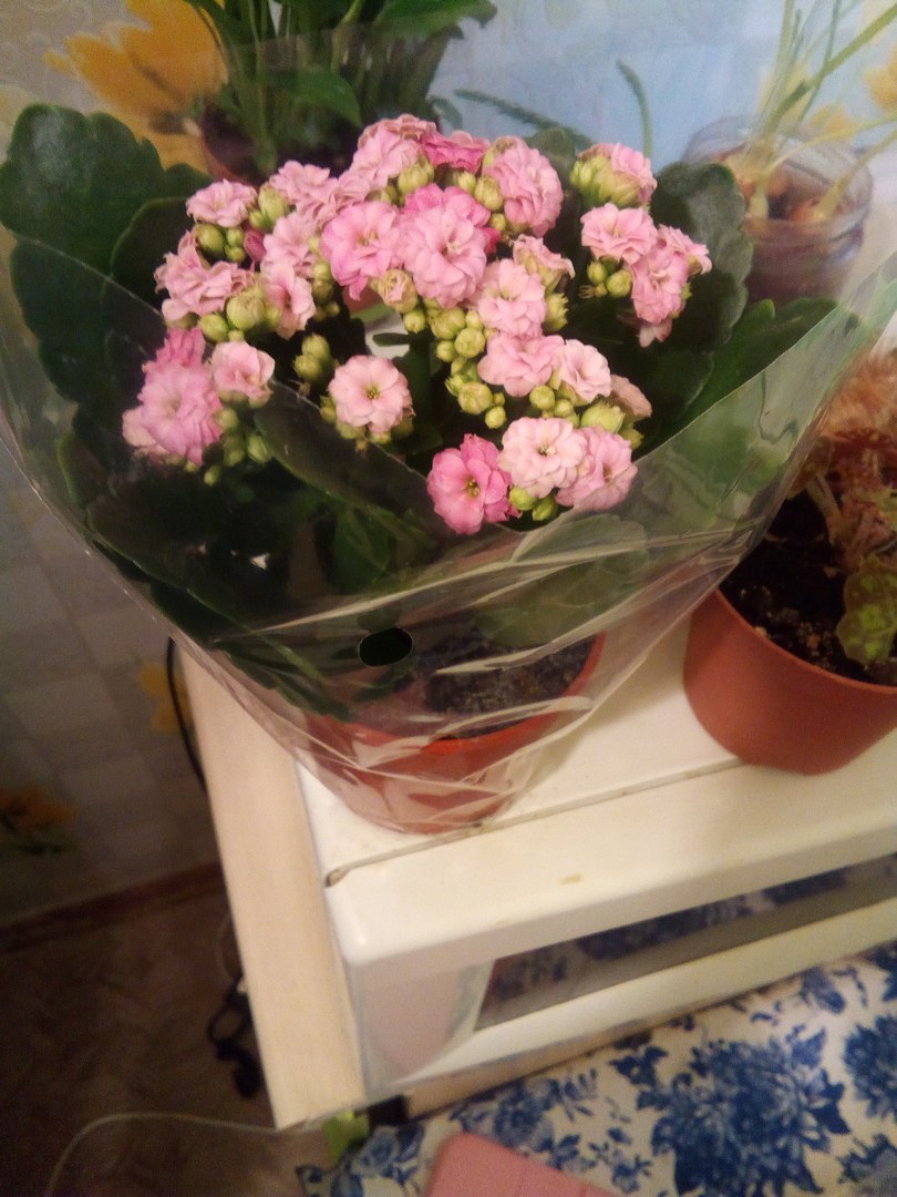 What kind of flowers? - Flowers, , Presents, Help, Longpost