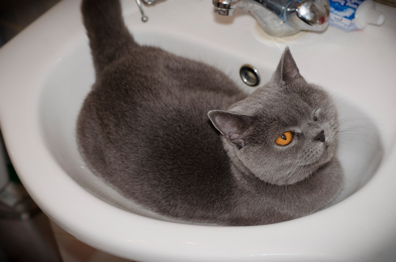 Wateryyyy - My, cat, Thirst, Tap water, Water