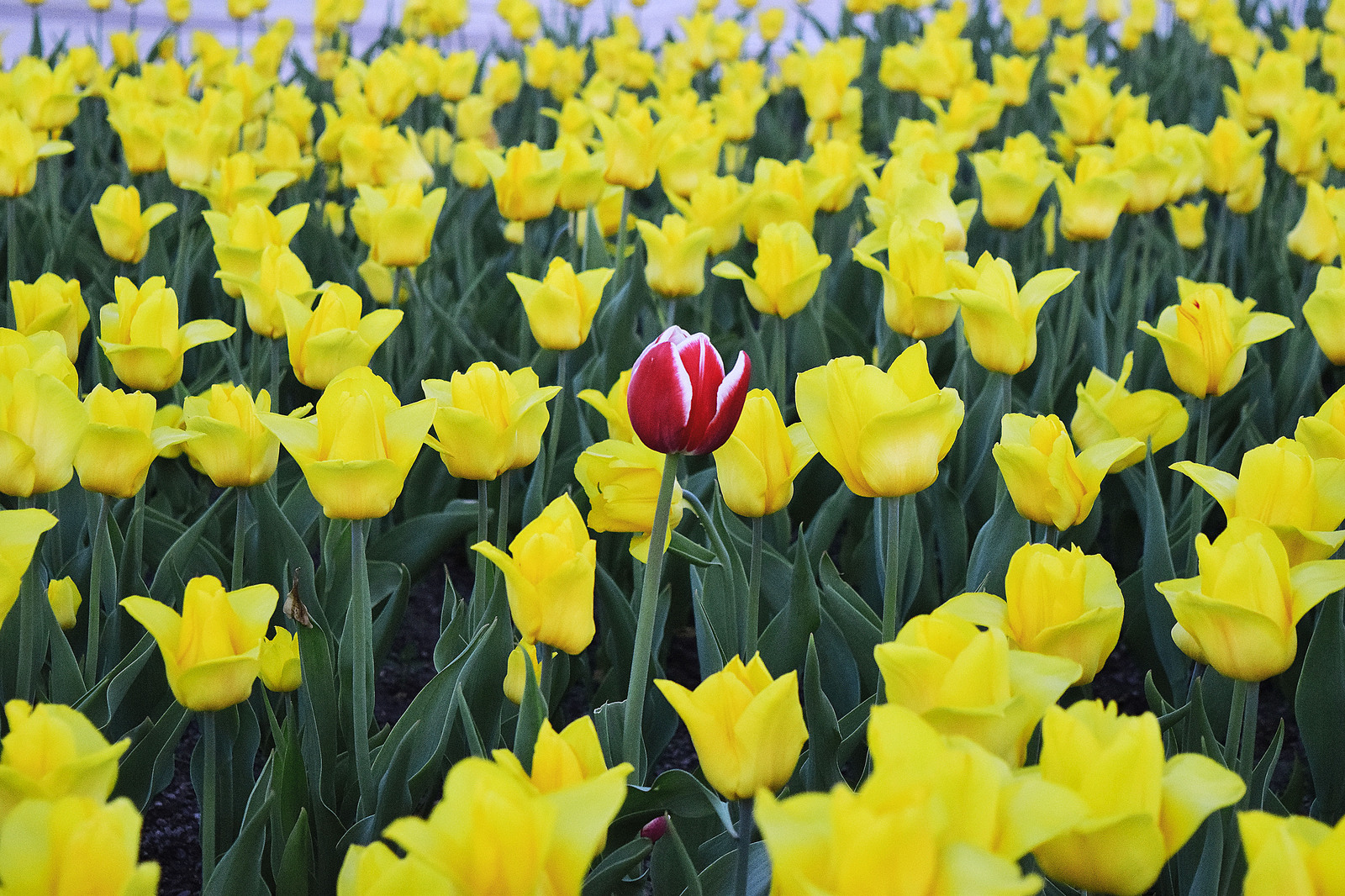 In anticipation of spring, tulips - My, The photo, Tulips, , Nikon, Helios 44m, Helios 44m