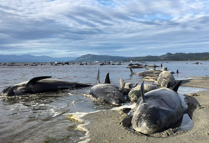 Over 400 dolphins washed ashore in New Zealand - Whale, Help, New Zealand, Longpost