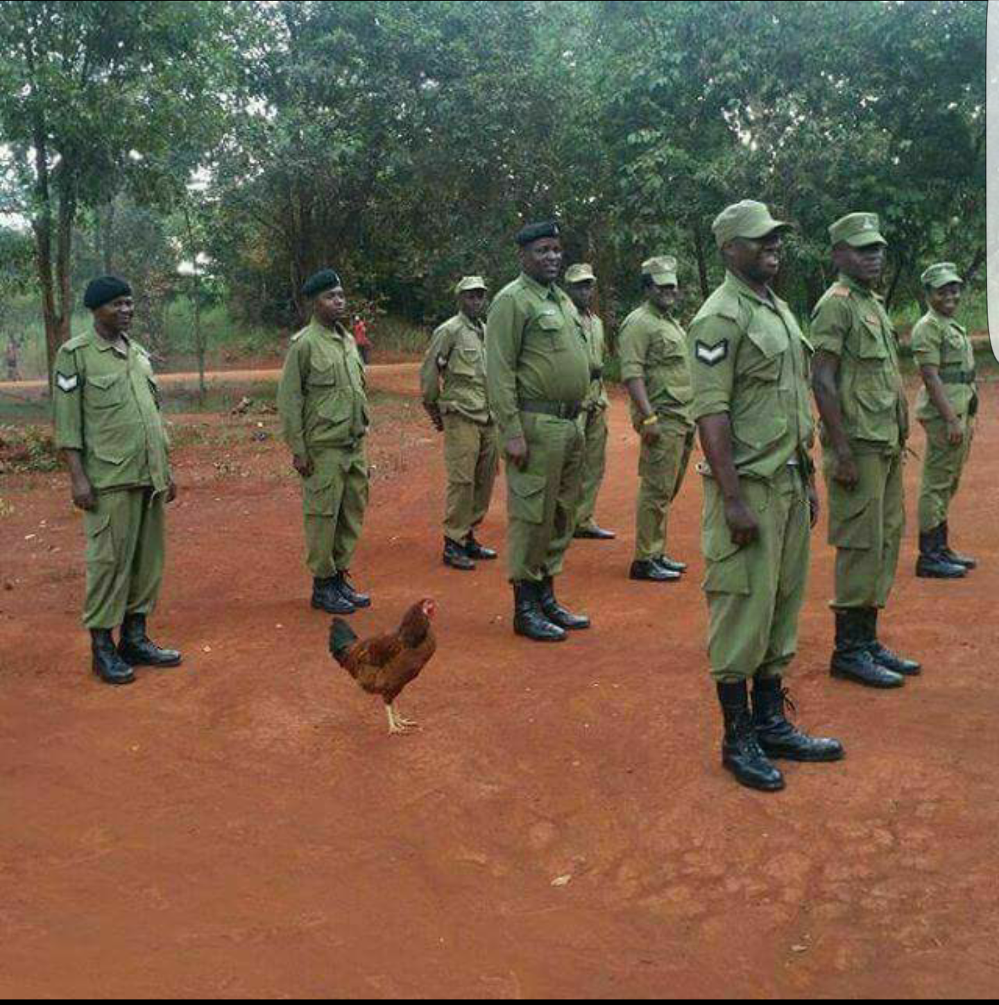 It was the tenth day, they began to suspect - The photo, Hen, Army