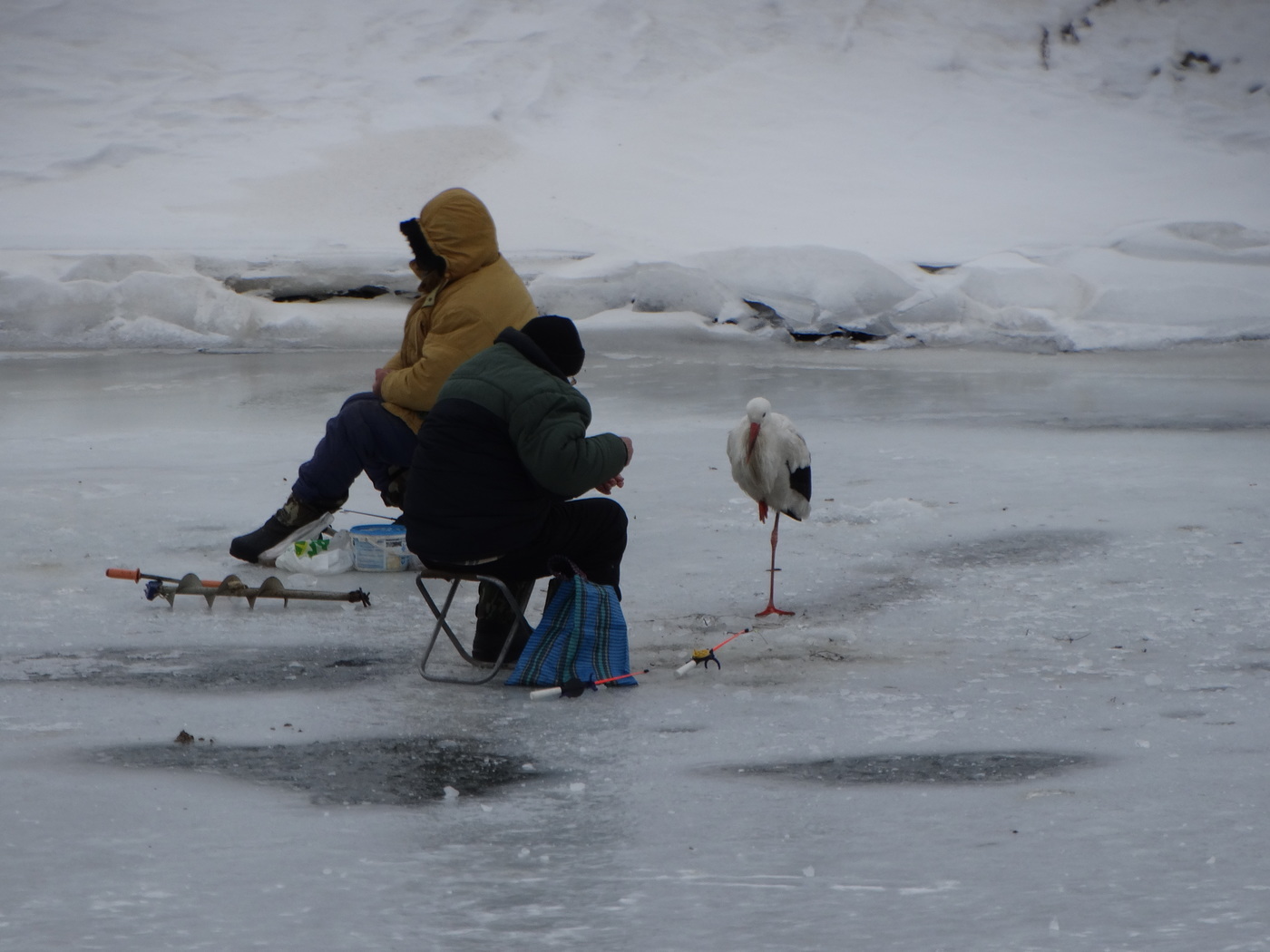 Well, peck? - The photo, Stork, Winter, Fishing, A fish