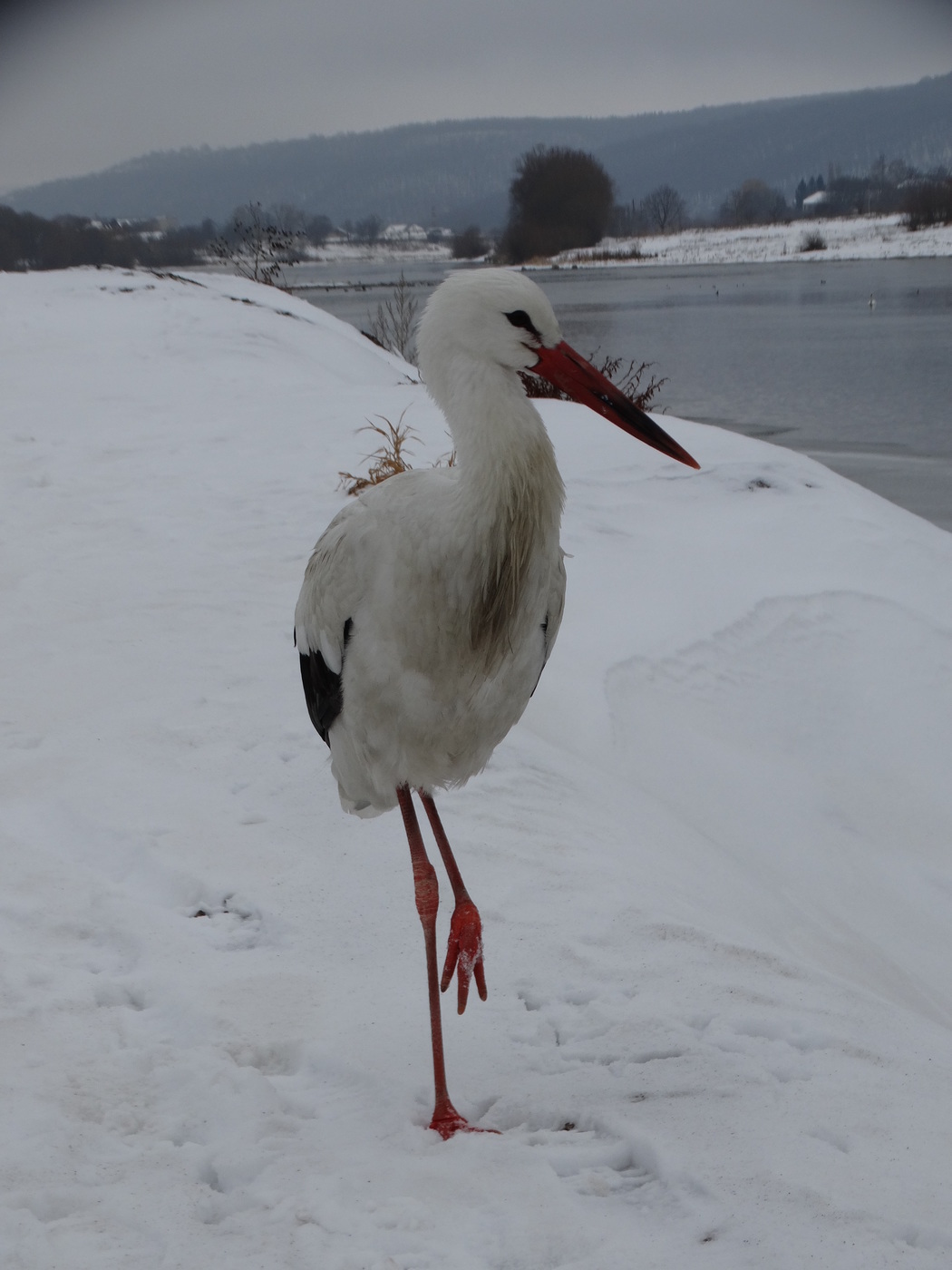 Well, peck? - The photo, Stork, Winter, Fishing, A fish