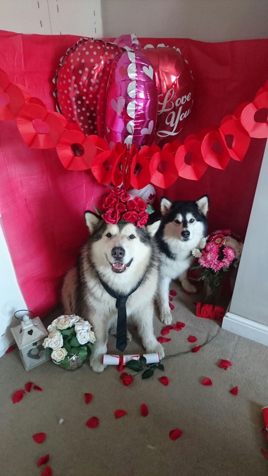 Compilation of my favorite dogs Phil and Nico for Valentine's Day - Dog, Milota, Phil, Nico, Valentine's Day, Longpost