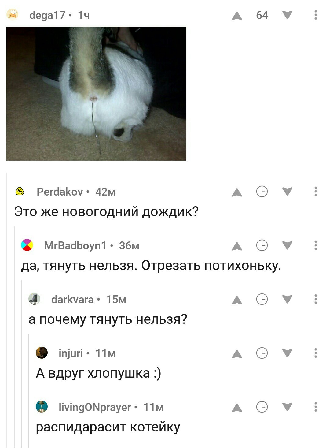 Новогодний котик - NSFW, Кот, Новый Год, Клубничка