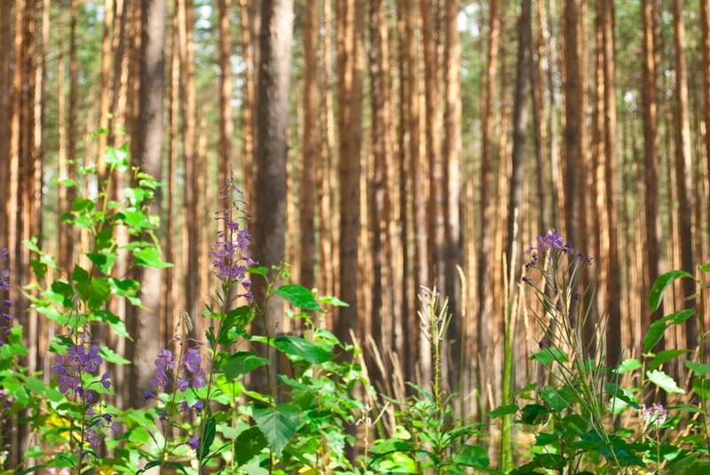 I want summer - My, Summer, Tver region, Tent, Hike, Volga, Winter, Longpost, Volga river