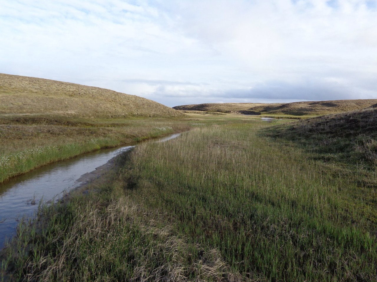 A bit of summer Yamal - My, Summer, , Longpost