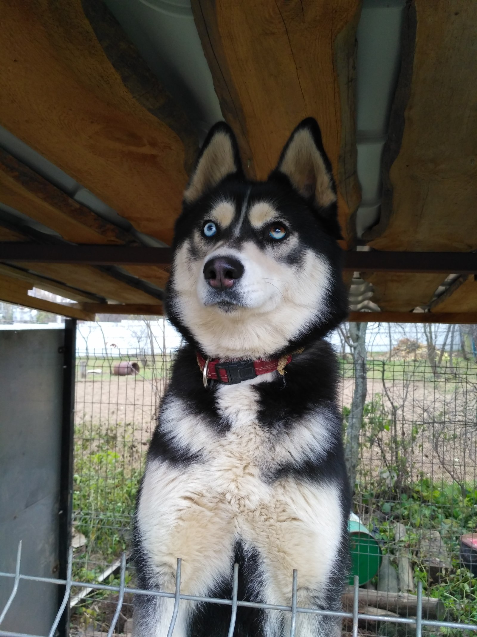 The dog ran away!!! - My, Husky, The missing, Longpost, Help, , Dog