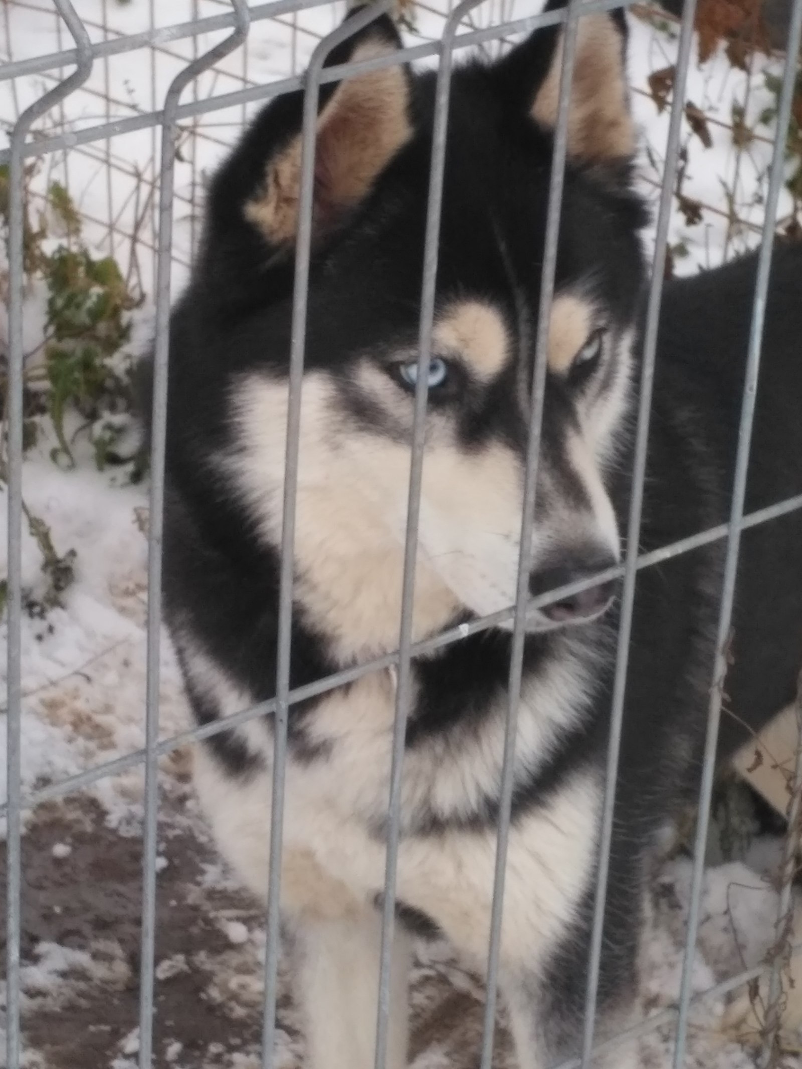 The dog ran away!!! - My, Husky, The missing, Longpost, Help, , Dog