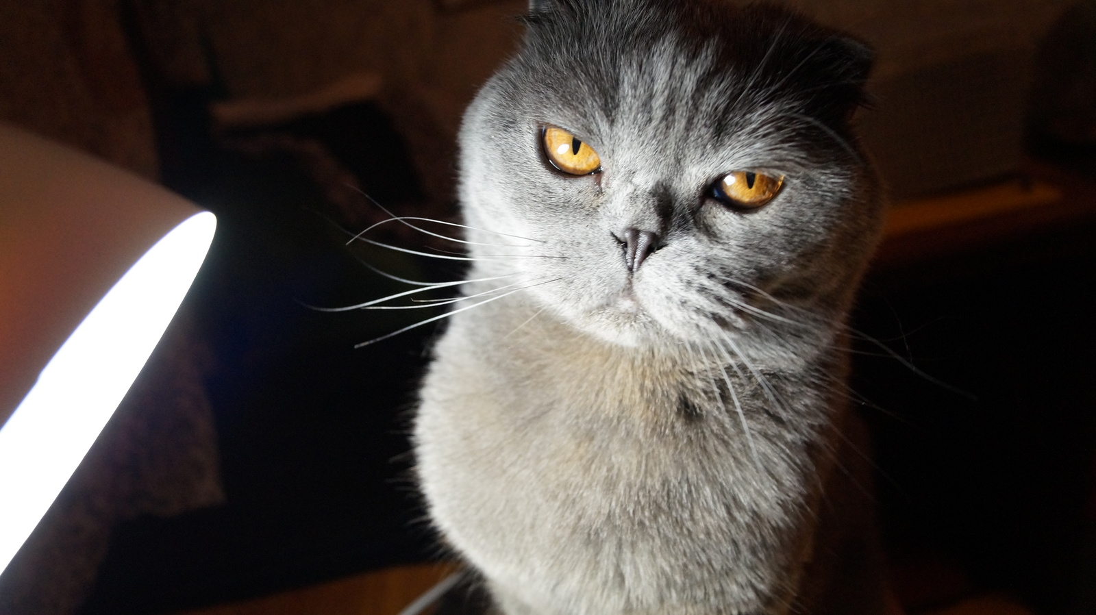 Solomon) - My, cat, Cunning, Scottish lop-eared, First post, Cunning