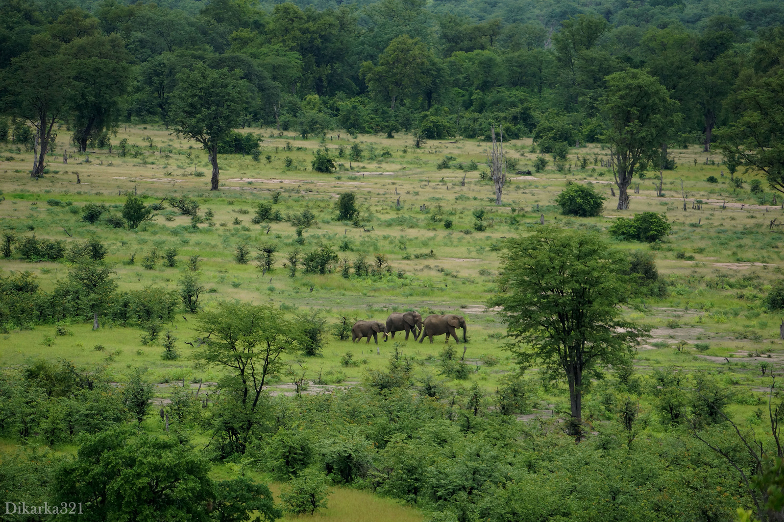 Journey to South Luangwa Part 1 photo - My, Zambia, South Luangwa, wildlife, Africa, Travels, Longpost