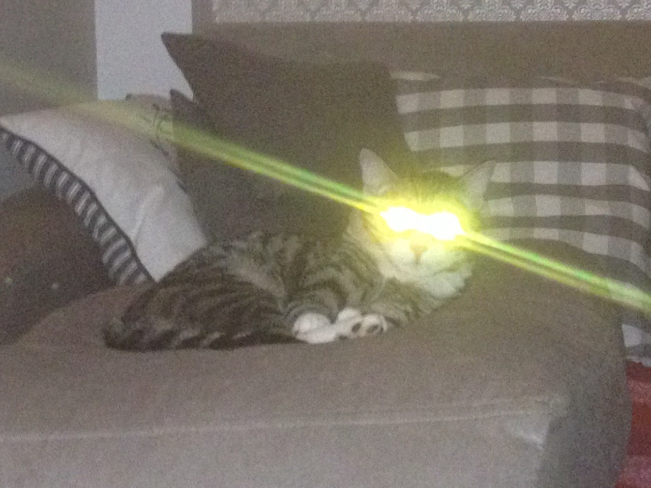 LaserCat - My, Not photoshop, , , cat, The photo