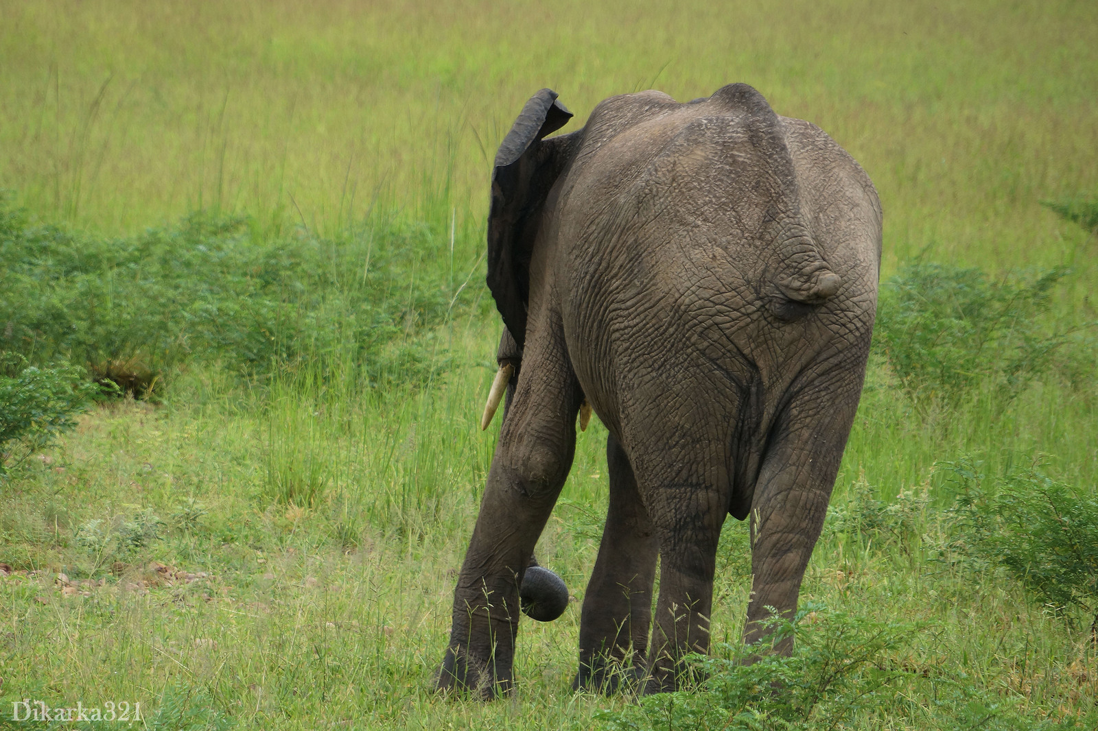 Journey to South Luangwa Part 1 photo - My, Zambia, South Luangwa, wildlife, Africa, Travels, Longpost