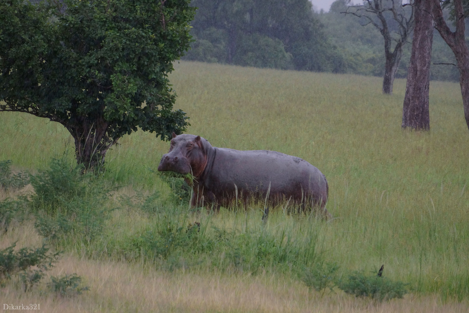 Journey to South Luangwa Part 1 photo - My, Zambia, South Luangwa, wildlife, Africa, Travels, Longpost