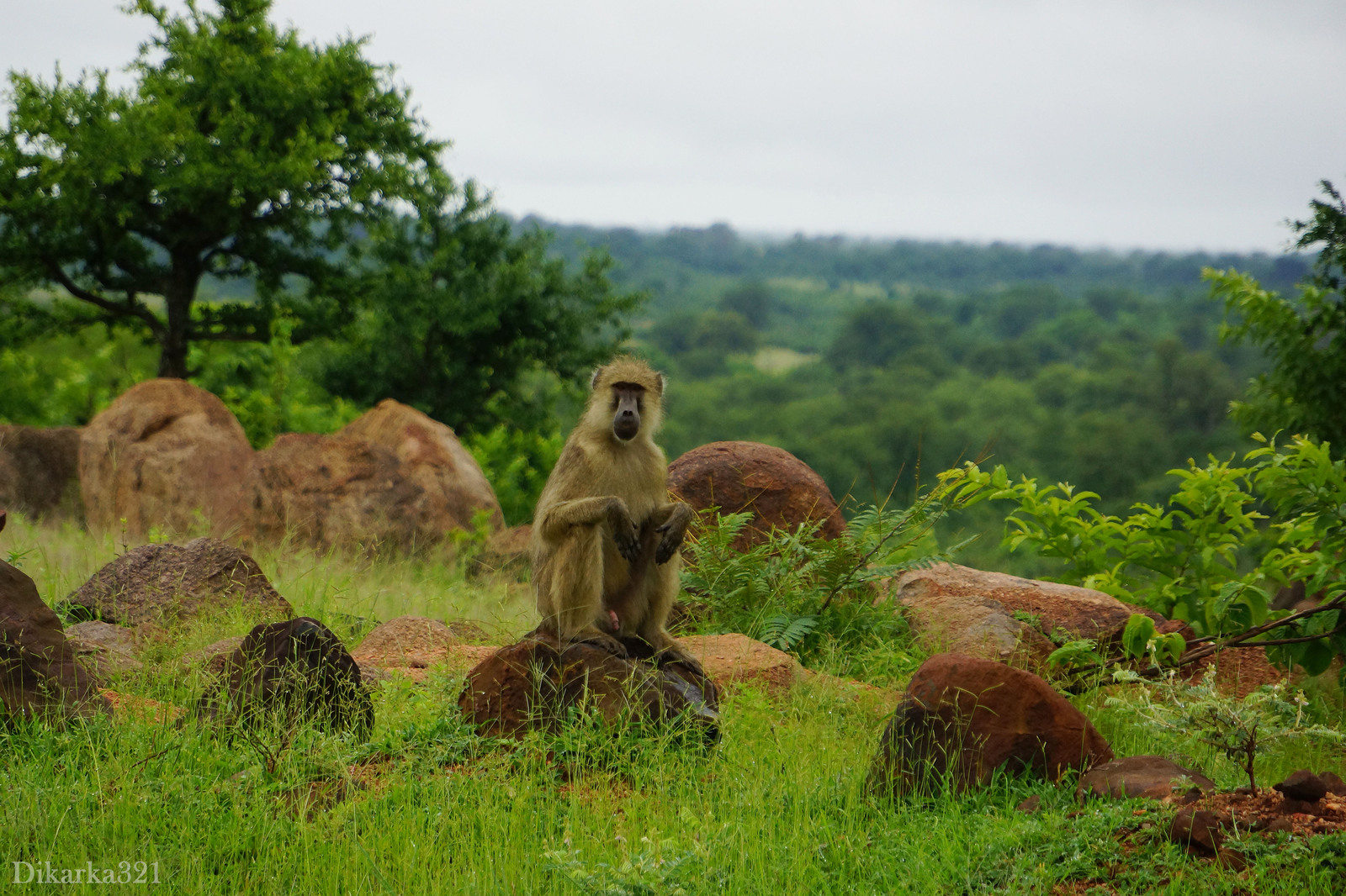 Journey to South Luangwa Part 1 photo - My, Zambia, South Luangwa, wildlife, Africa, Travels, Longpost