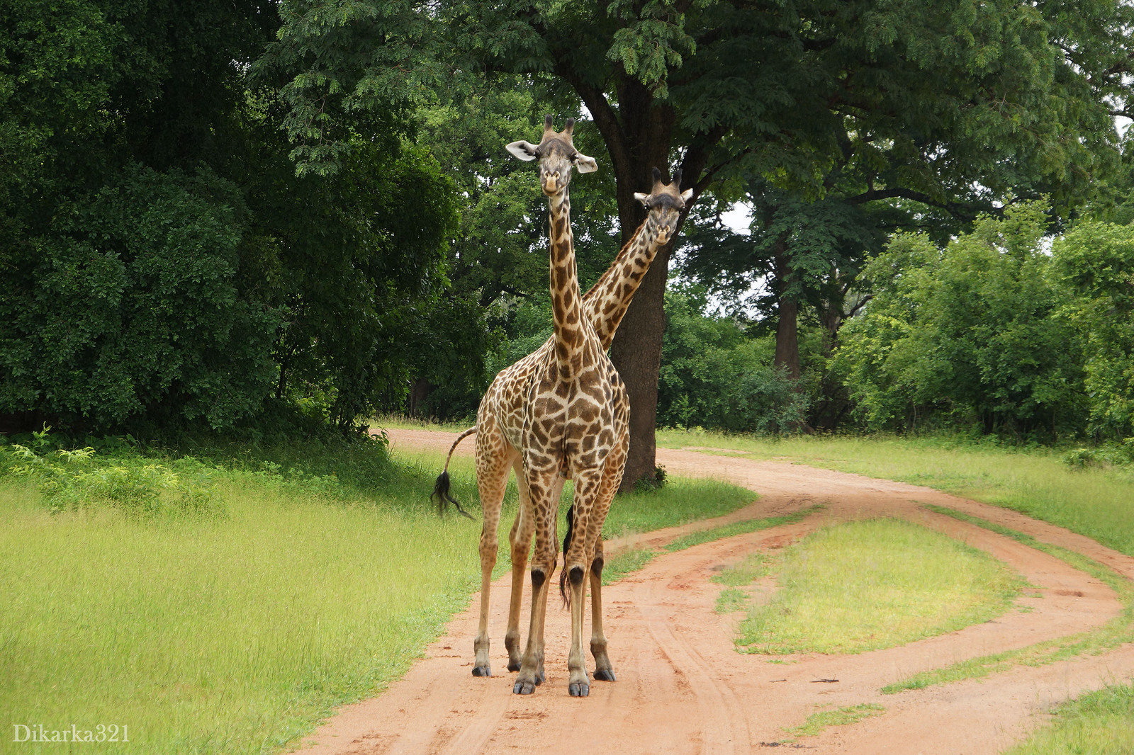 Journey to South Luangwa Part 1 photo - My, Zambia, South Luangwa, wildlife, Africa, Travels, Longpost