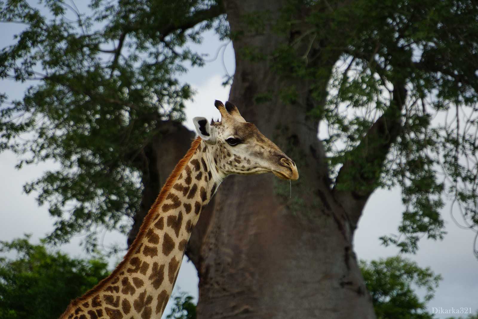 Journey to South Luangwa Part 1 photo - My, Zambia, South Luangwa, wildlife, Africa, Travels, Longpost